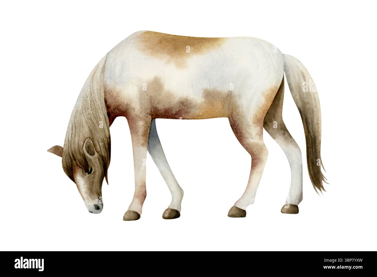 Illustration d'aquarelle de cheval de pâturage isolée sur fond blanc. Animal de pâturage de ferme clip art réaliste de race de poney de peinture amérindienne Banque D'Images