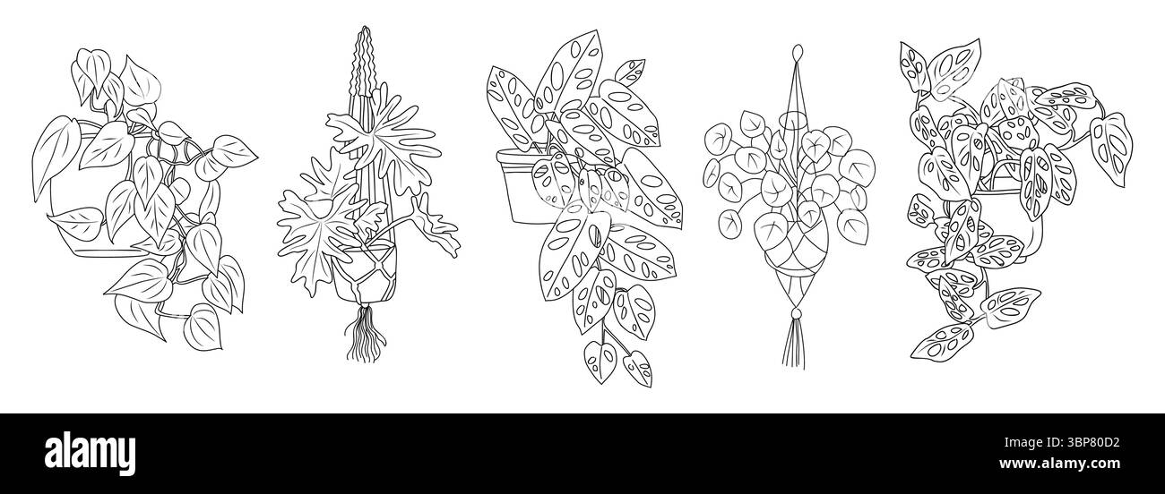 Plantes d'intérieur suspendues et traînées dans des pots ensemble Illustration de Vecteur