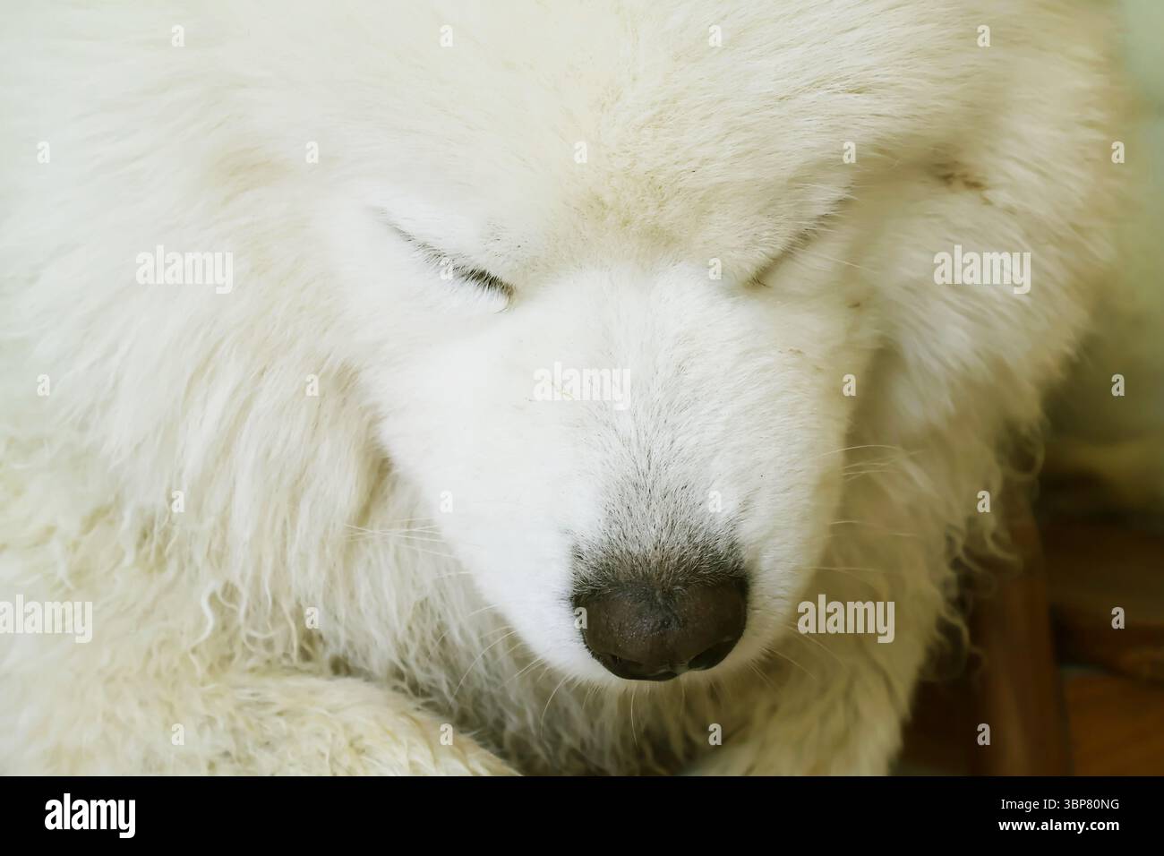 Chien mignon Samoyed s'endormant après le mauvais moment Banque D'Images