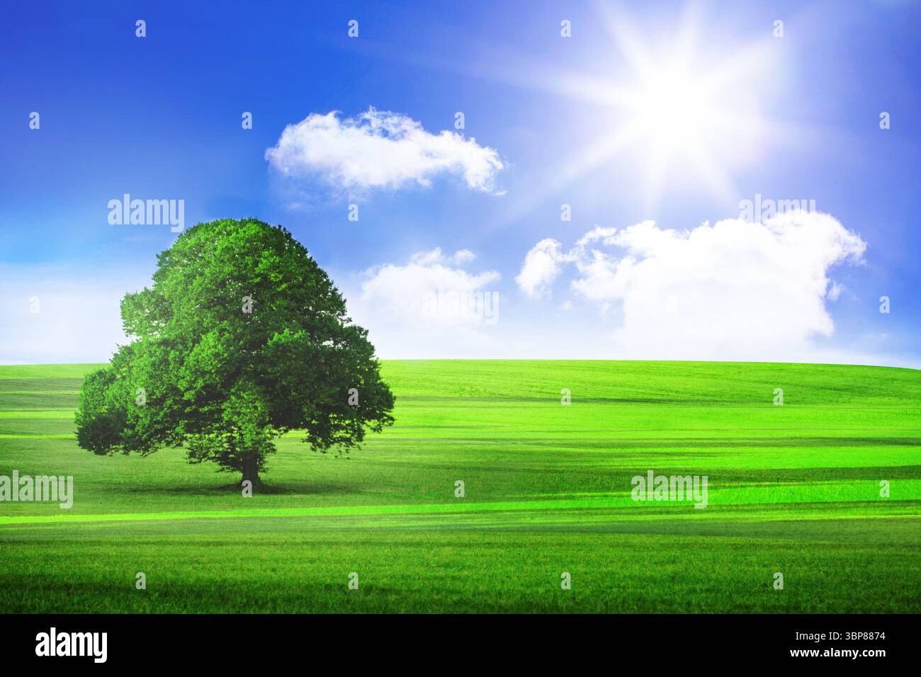 Arbre solitaire à larges feuilles est debout sur une colline herbeuse rayée sous un soleil brillant dans un design plat Banque D'Images