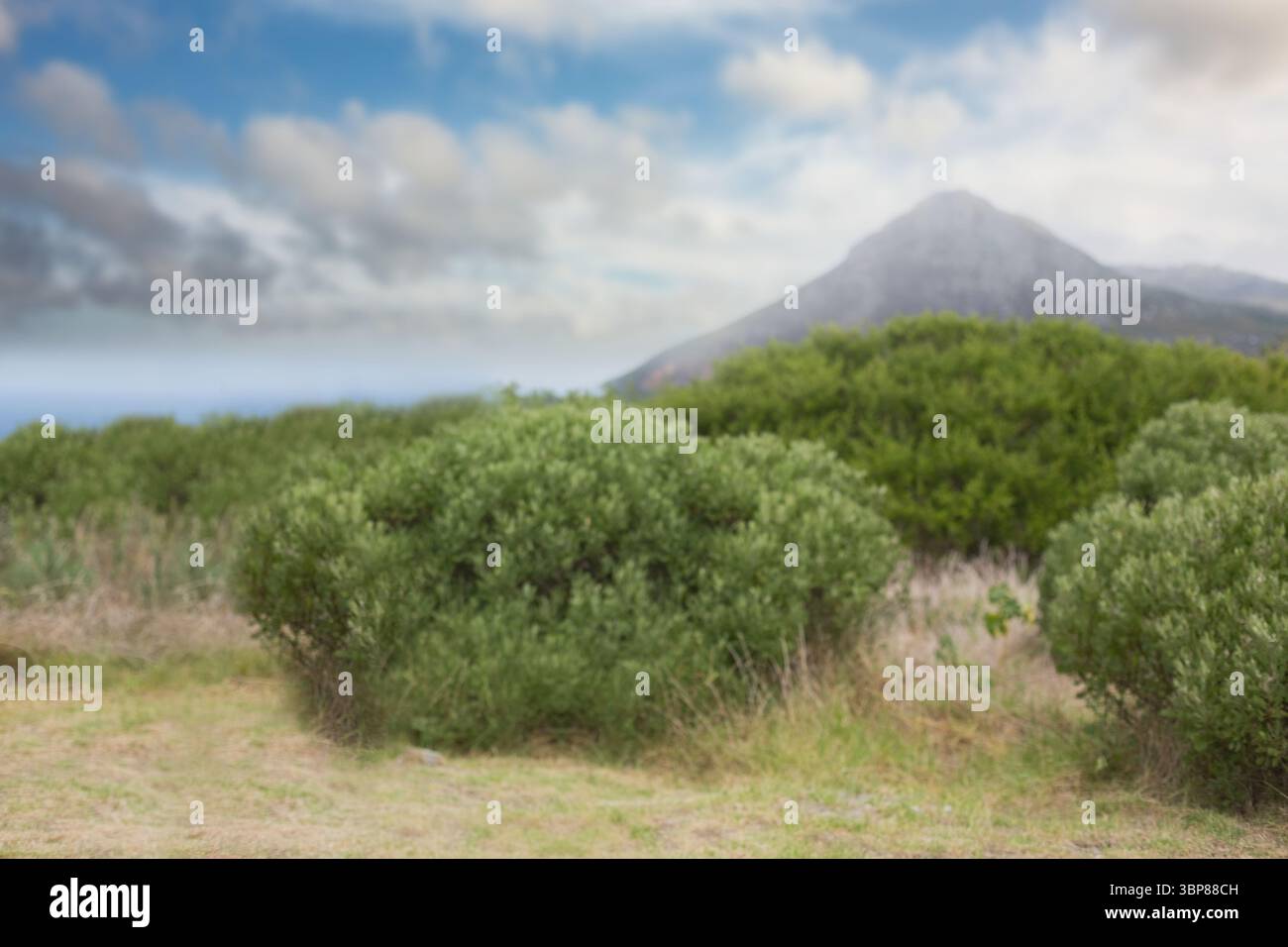 Cluster d'arbustes à feuilles persistantes se développe dans la prairie rurale de conception plate, avec la toile de fond de colline roulante Banque D'Images