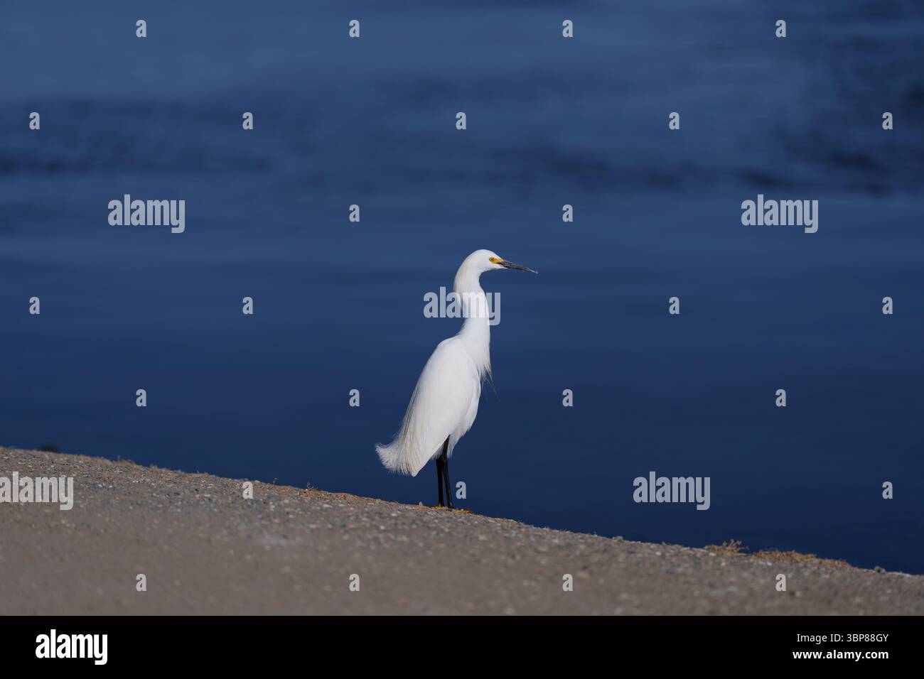 Aigrette enneigée debout par l'eau avec fond bleu dans l'habitat naturel Banque D'Images