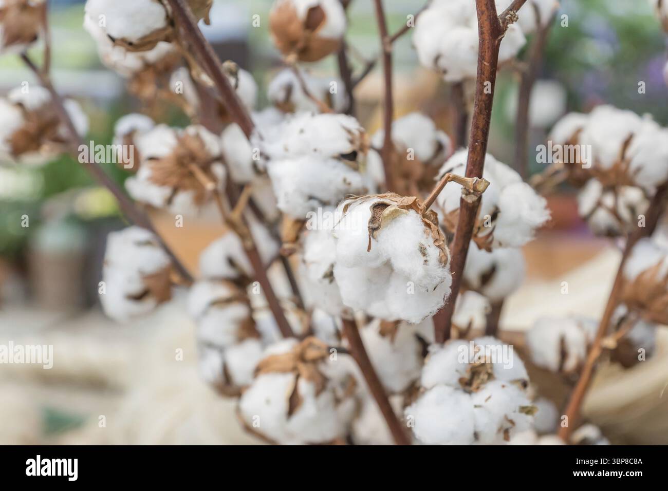 Bouquet de branches de coton. Fleurs sèches pour la décoration intérieure Banque D'Images