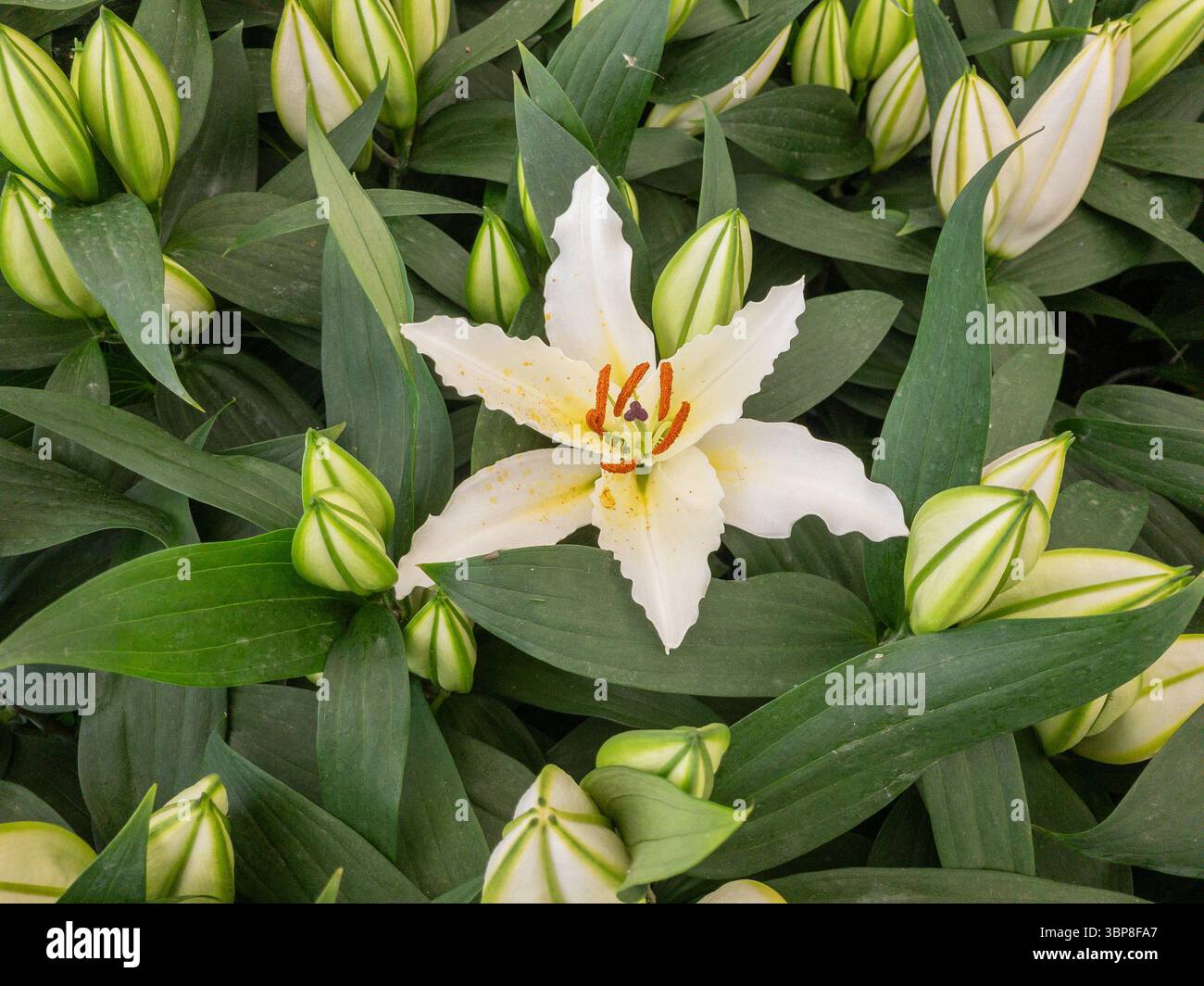 Plantes de lis colorées à vendre dans un centre de jardinage britannique. Banque D'Images