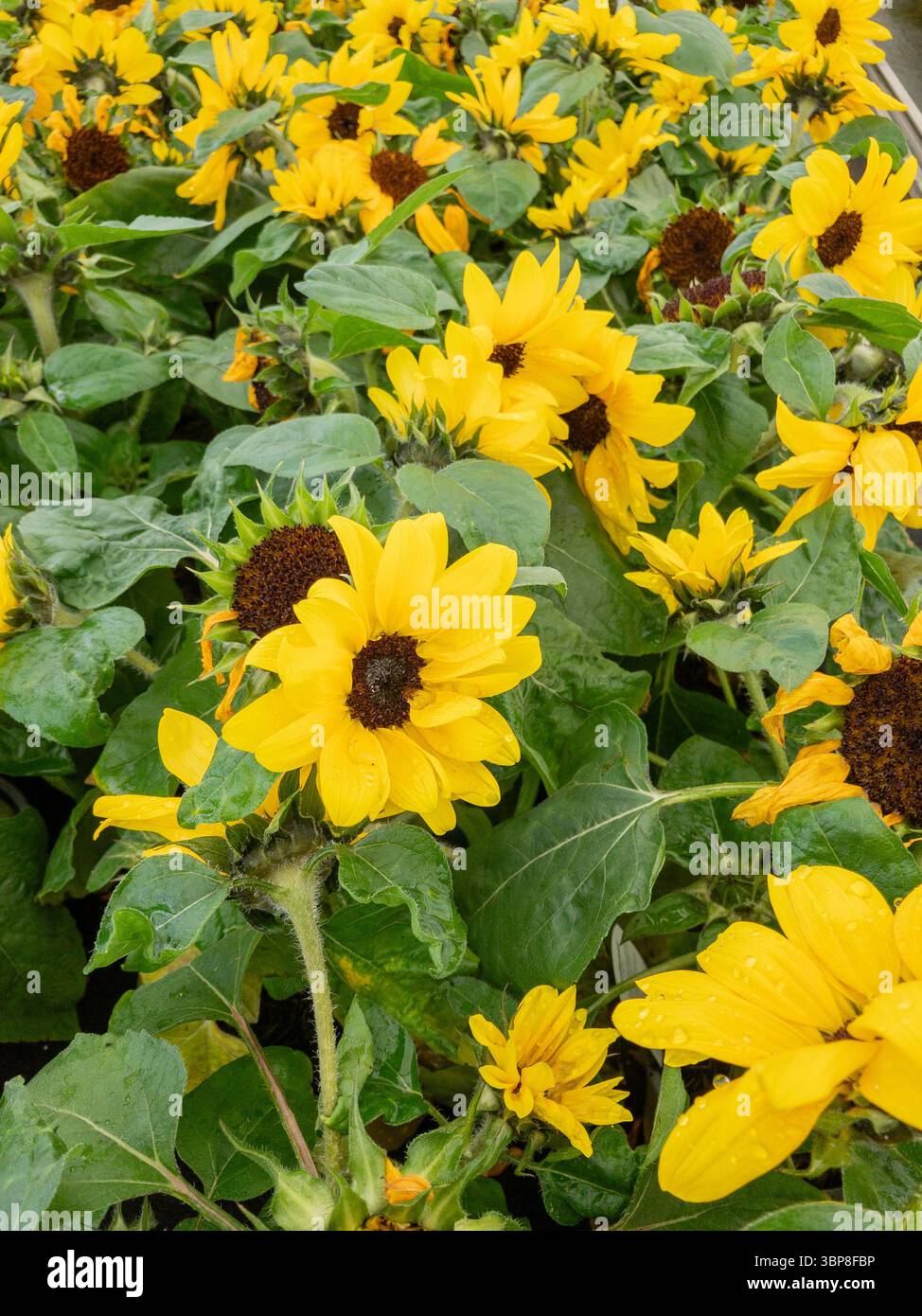 Plantes de tournesol colorées à vendre dans un centre de jardinage britannique Banque D'Images