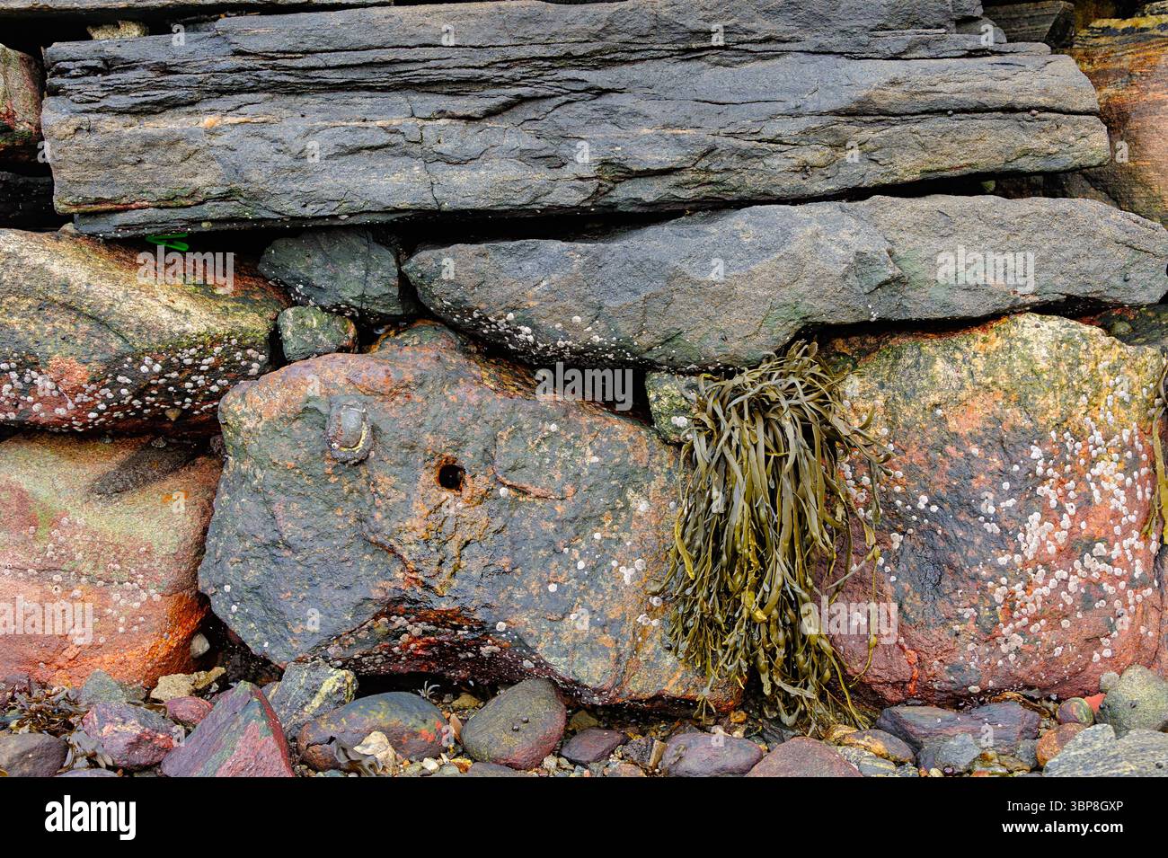 Des formations rocheuses colorées et des algues marines sont exposées sur le littoral côtier, révélant des textures et des couleurs à marée basse. Banque D'Images