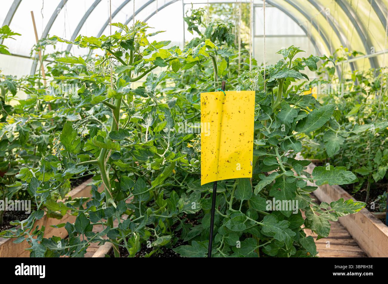 Panneau de piège à colle d'insecte volant collant jaune suspendu à l'intérieur de la serre. Plants de tomates poussant en été. Concept agricole de lutte contre les ravageurs. Banque D'Images