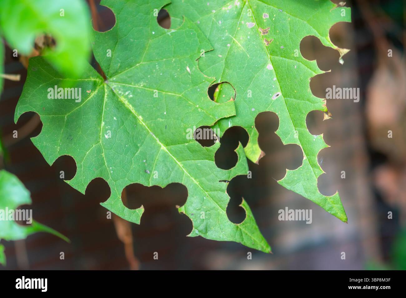 Une feuille verte avec des sections découpées par une abeille coupe-feuilles (signes d'abeille coupe-feuilles) pendant l'été, Angleterre, Royaume-Uni Banque D'Images