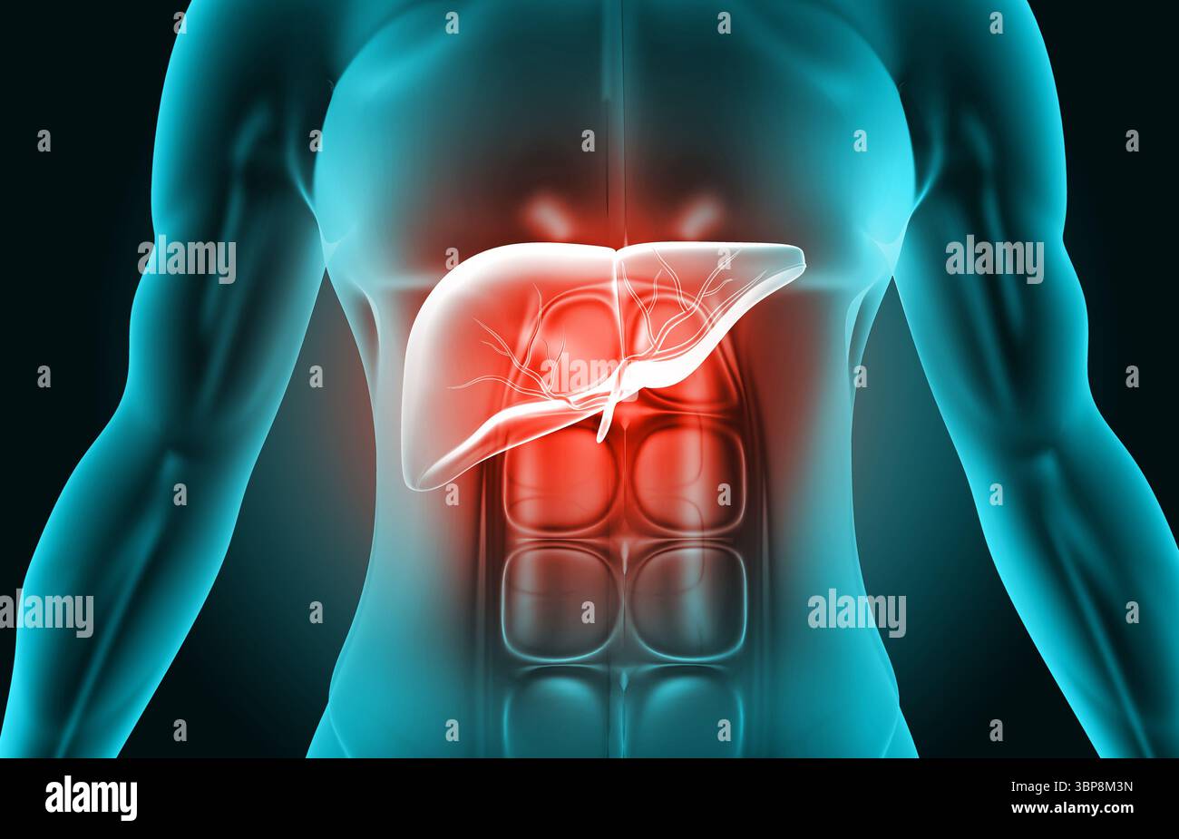 Corps humain avec anatomie hépatique. illustration 3d. Banque D'Images