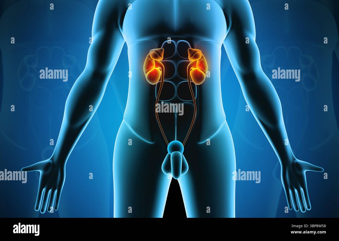 Rein dans le corps humain. illustration 3d. Banque D'Images