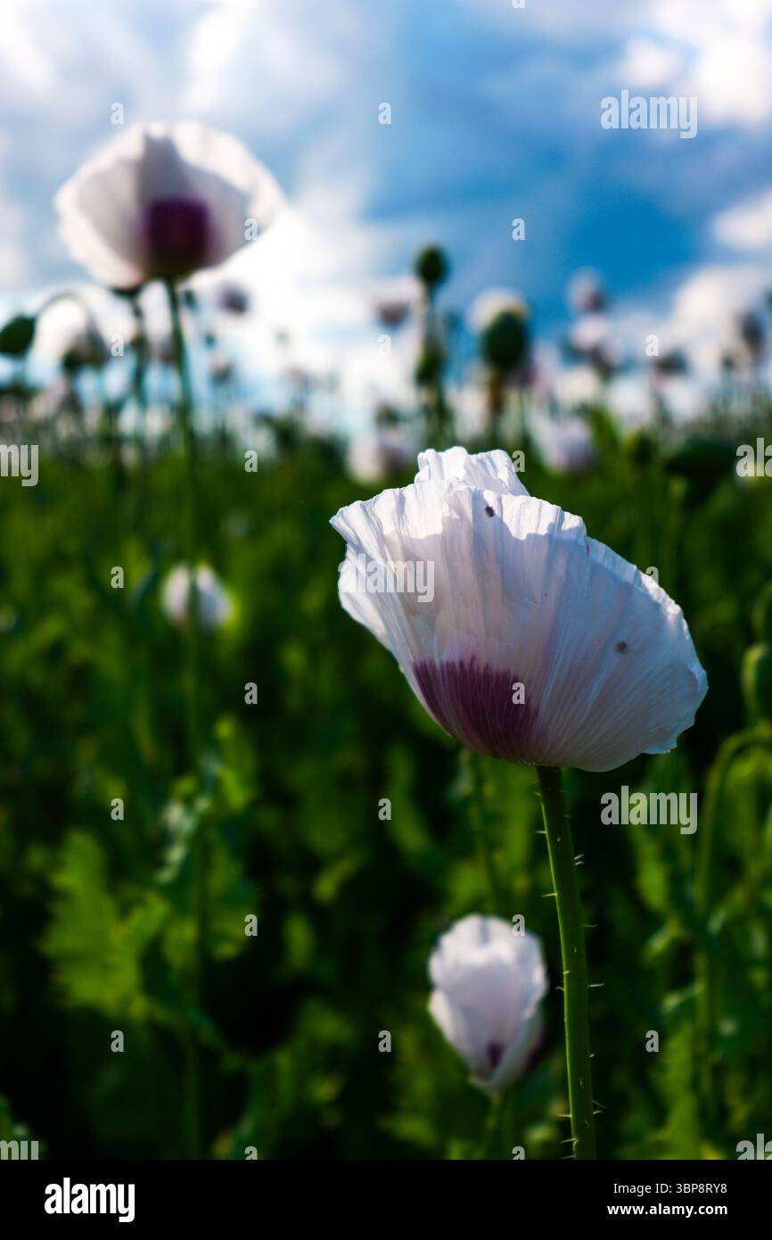 fleurs de coquelicot blanches fermées avec des taches roses sur un fond de ciel bleu avec des nuages Banque D'Images