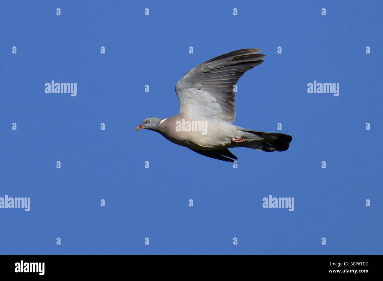 Ringeltaube im Flug. Common Wood Pigeon en vol contre le ciel bleu Banque D'Images Ringeltaube im Flug. Common Wood Pigeon en vol contre le ciel bleu Banque D'Images