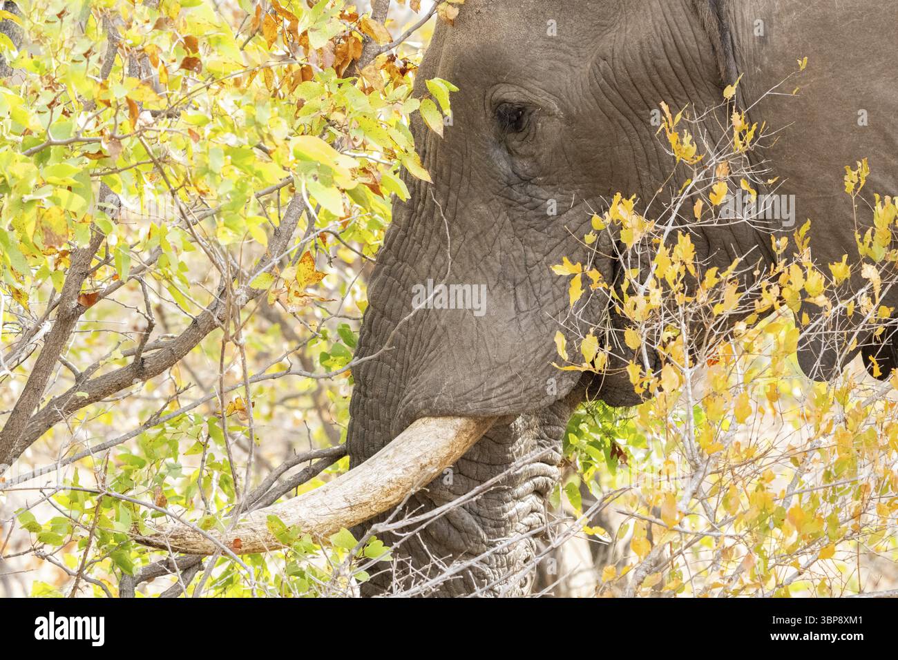 Elephantidae, paysage, Parc national Kruger, Afrique du Sud, Afrique Banque D'Images