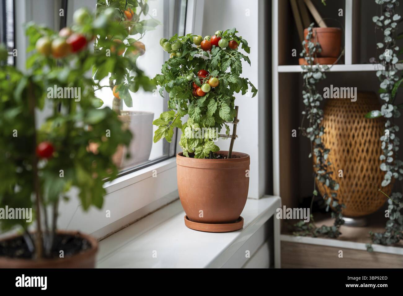 Petit buisson cultivé sur le terrain de tomate rouge cerise de balcon dans des pots en argile poussant sur le rebord de la fenêtre à la maison. Jardinage intérieur et agriculture. Plan de tomates en pot naines Banque D'Images