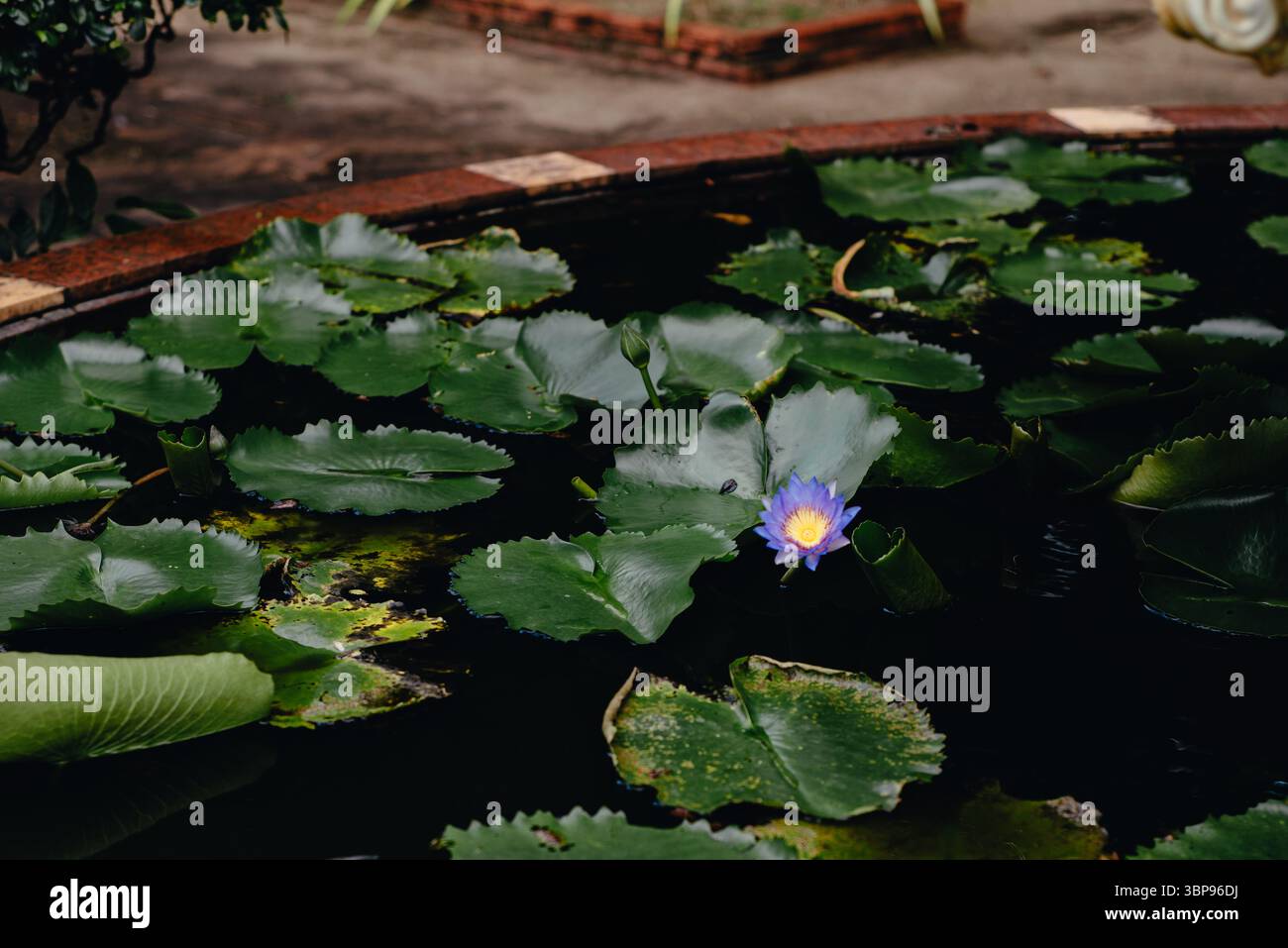 Lotus violet dans l'étang au temple de Wat Chalong, Phuket, Thaïlande Banque D'Images