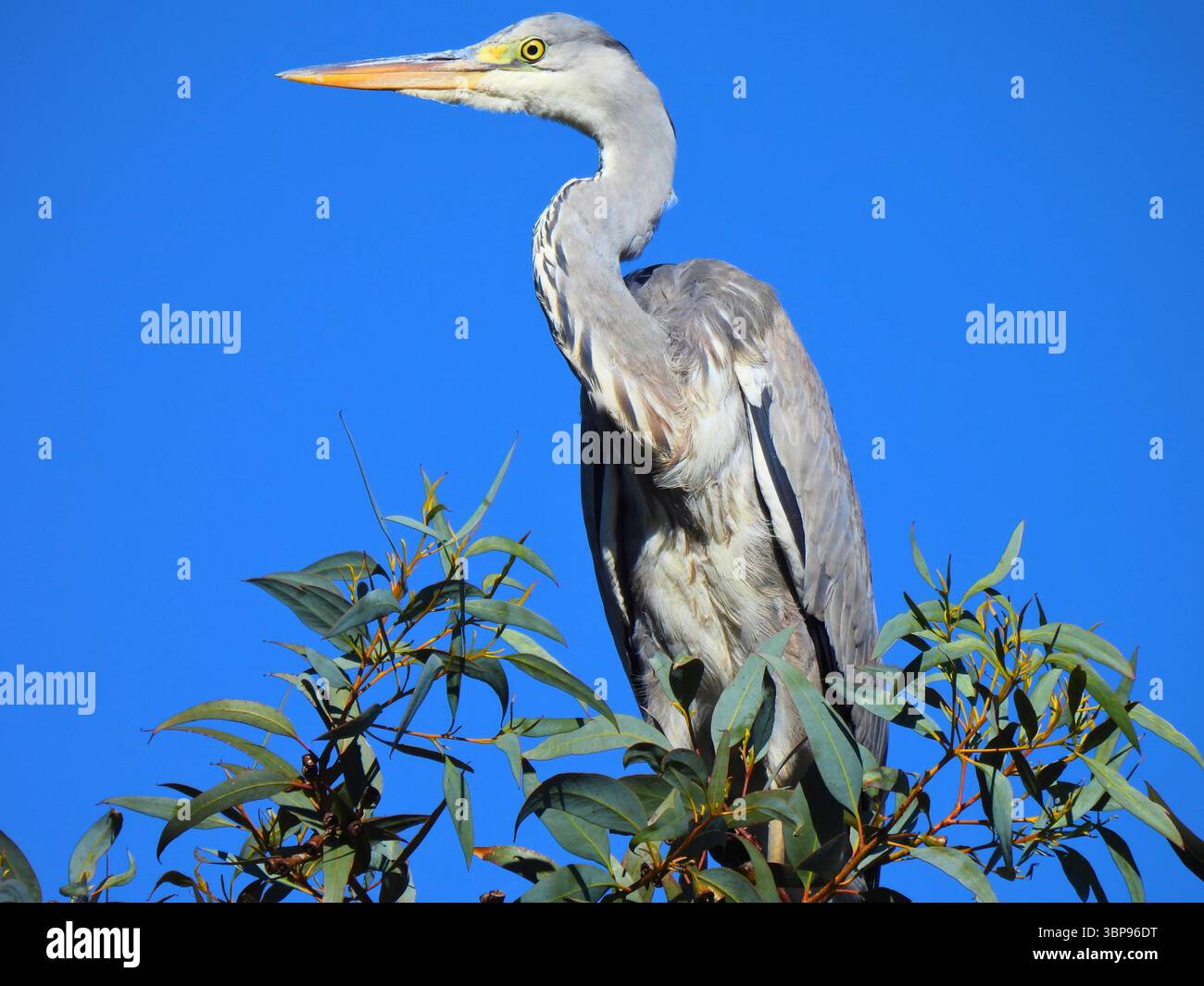Heron gris juvénile assis dans l'arbre gros plan Banque D'Images