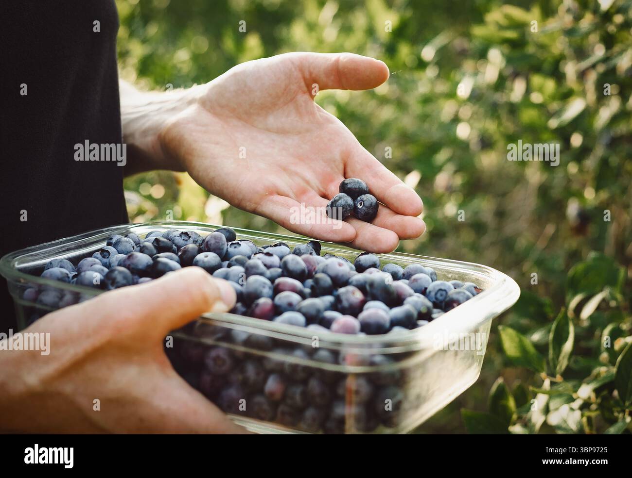 Bleuets et un récipient de baies à la main Banque D'Images
