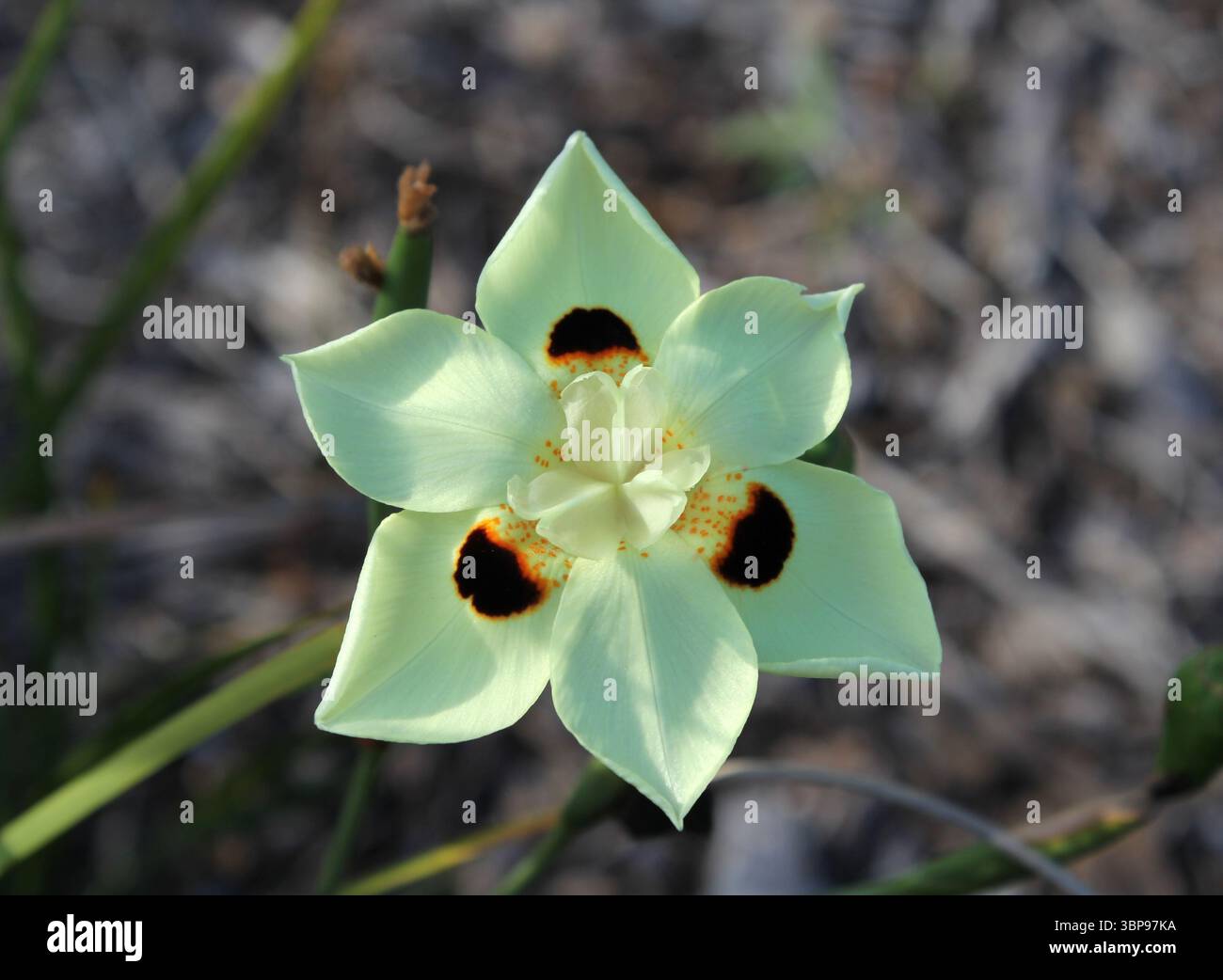 Fleur jaune pâle sur une plante de fleur de paon (Dietes bicolor) dans un jardin Banque D'Images