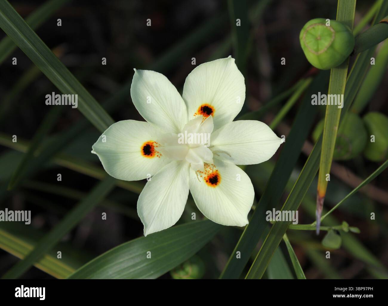 Fleur jaune pâle sur une plante de fleur de paon (Dietes bicolor) dans un jardin Banque D'Images