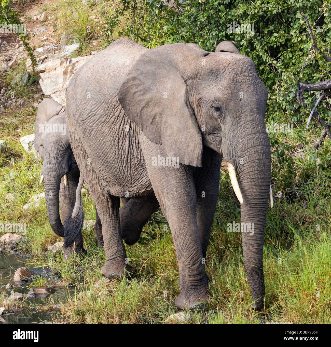 Une vache éléphante conduit son veau dans une zone où les roches locales sont enrichies en minéraux pour compléter leur alimentation. Des leçons comme celles-ci passeront Banque D'Images