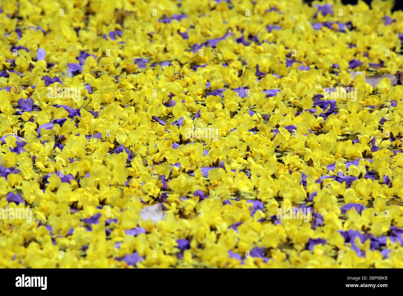 Masse de pétales de fleurs de jacaranda jaunes et violettes Banque D'Images