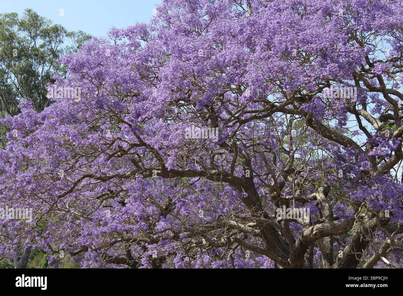 Masse de fleurs violettes sur une plante d'arbre jacaranda dans un jardin Banque D'Images