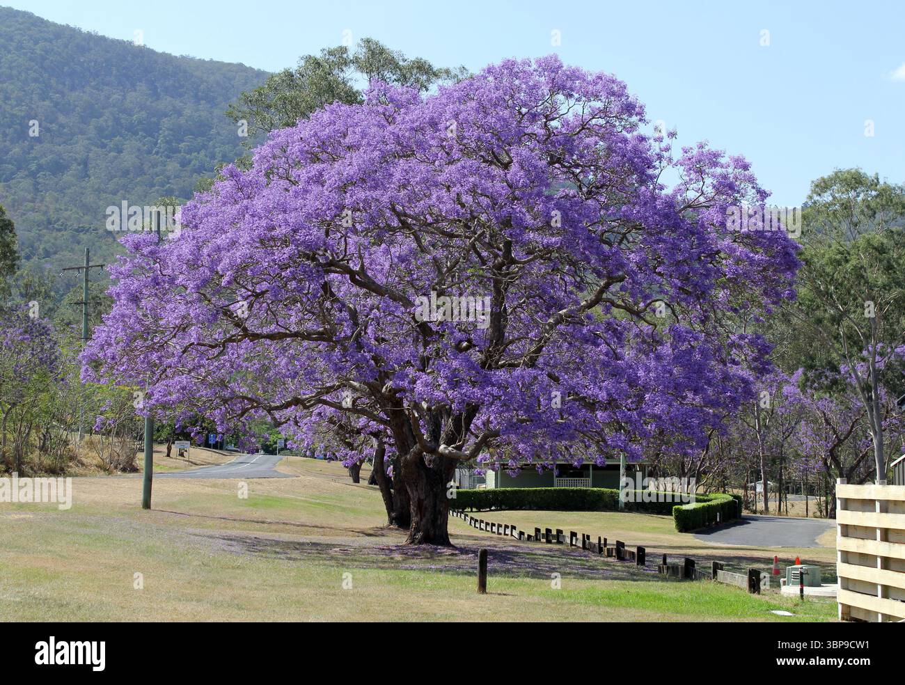 Arbre jacaranda violet en fleur dans un parc Banque D'Images