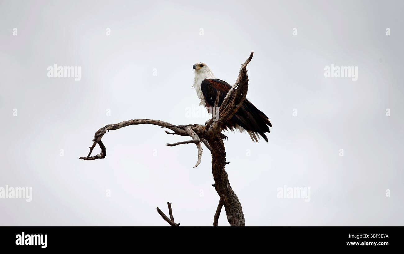 Aigles-poissons africains dans le delta de l'Okavango Banque D'Images