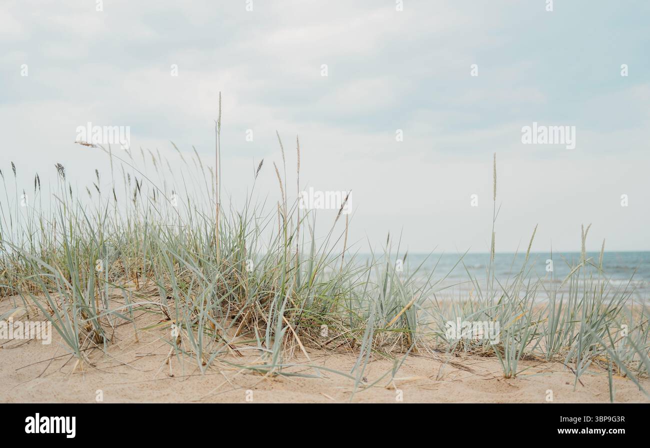 Graminées dunaires côtières de la mer Baltique près de Saulkrasti, Lettonie Banque D'Images