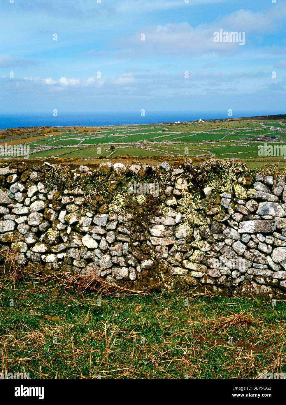 Bosporthenis Field Systems and Settlement, Zennor, West Penwith, Cornwall. Grand mur de champ construit de pierres à partir du dégagement du champ Banque D'Images