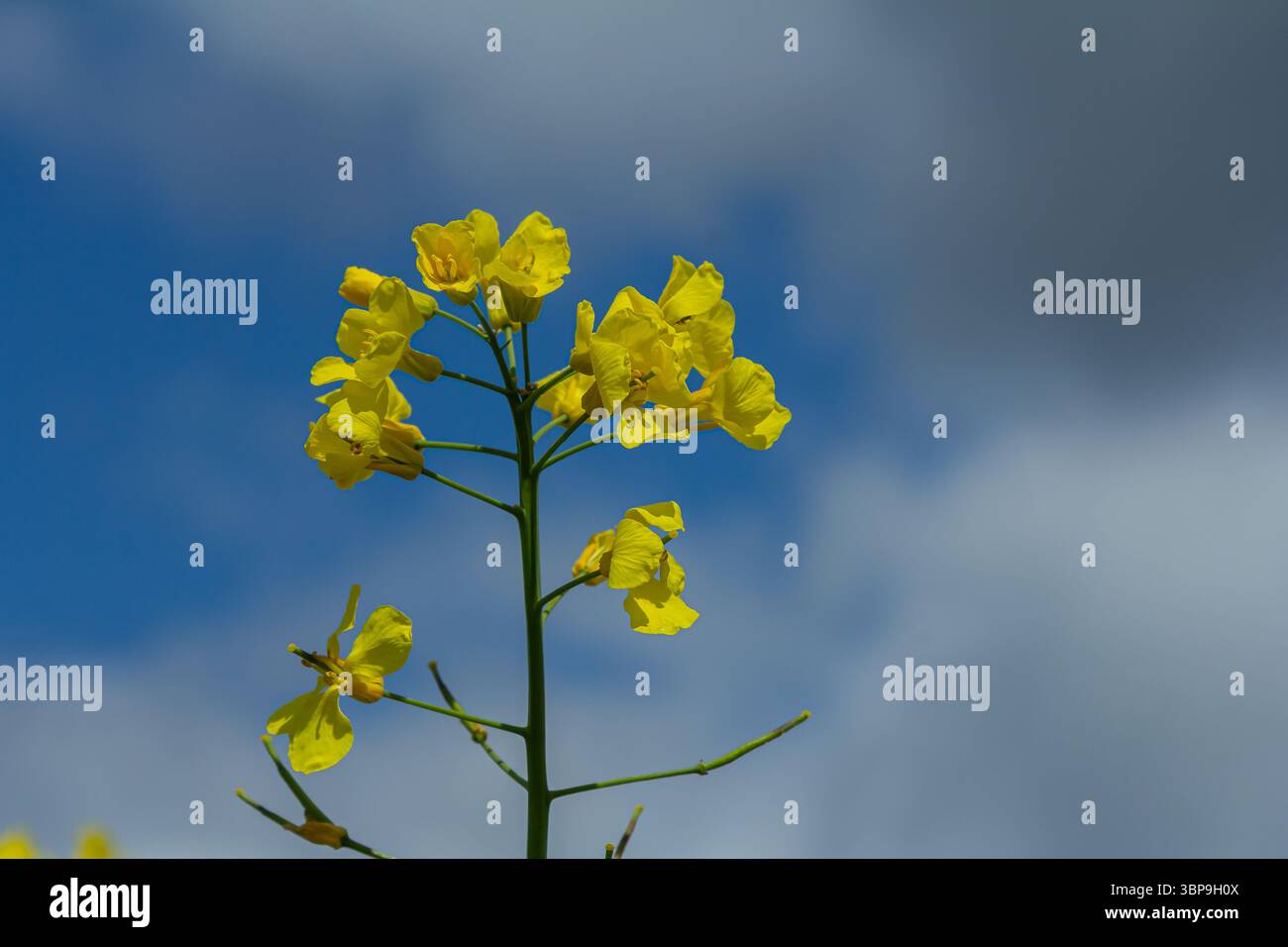 Brassica napus connu pour ses fleurs jaunes frappantes prospère dans cet environnement extérieur lumineux contrastant magnifiquement avec un ciel partiellement nuageux au-dessus Banque D'Images