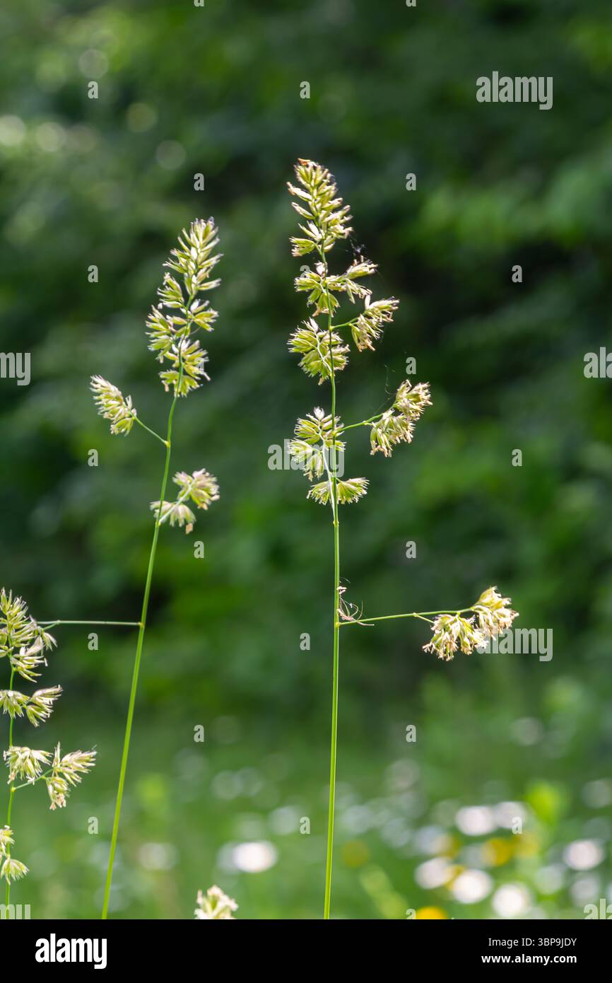 Dactylis glomerata prospère dans une prairie verdoyante affichant ses grappes florales denses sur fond de riche feuillage vert au milieu du printemps. Banque D'Images