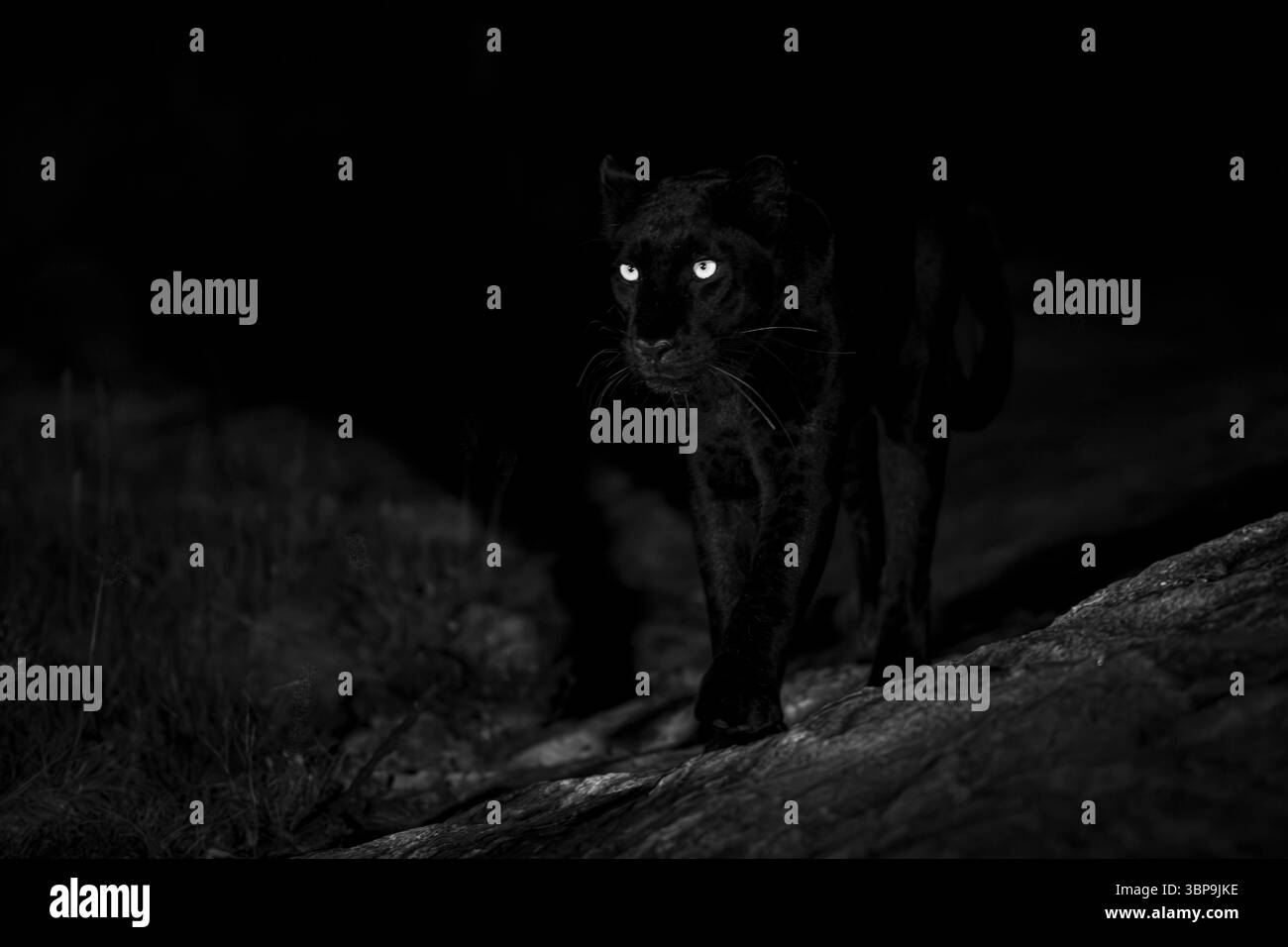 Une panthère noire, léopard, aux yeux brillants rôde dans un cadre de nuit faiblement éclairé. Laikipia, Kenya Banque D'Images