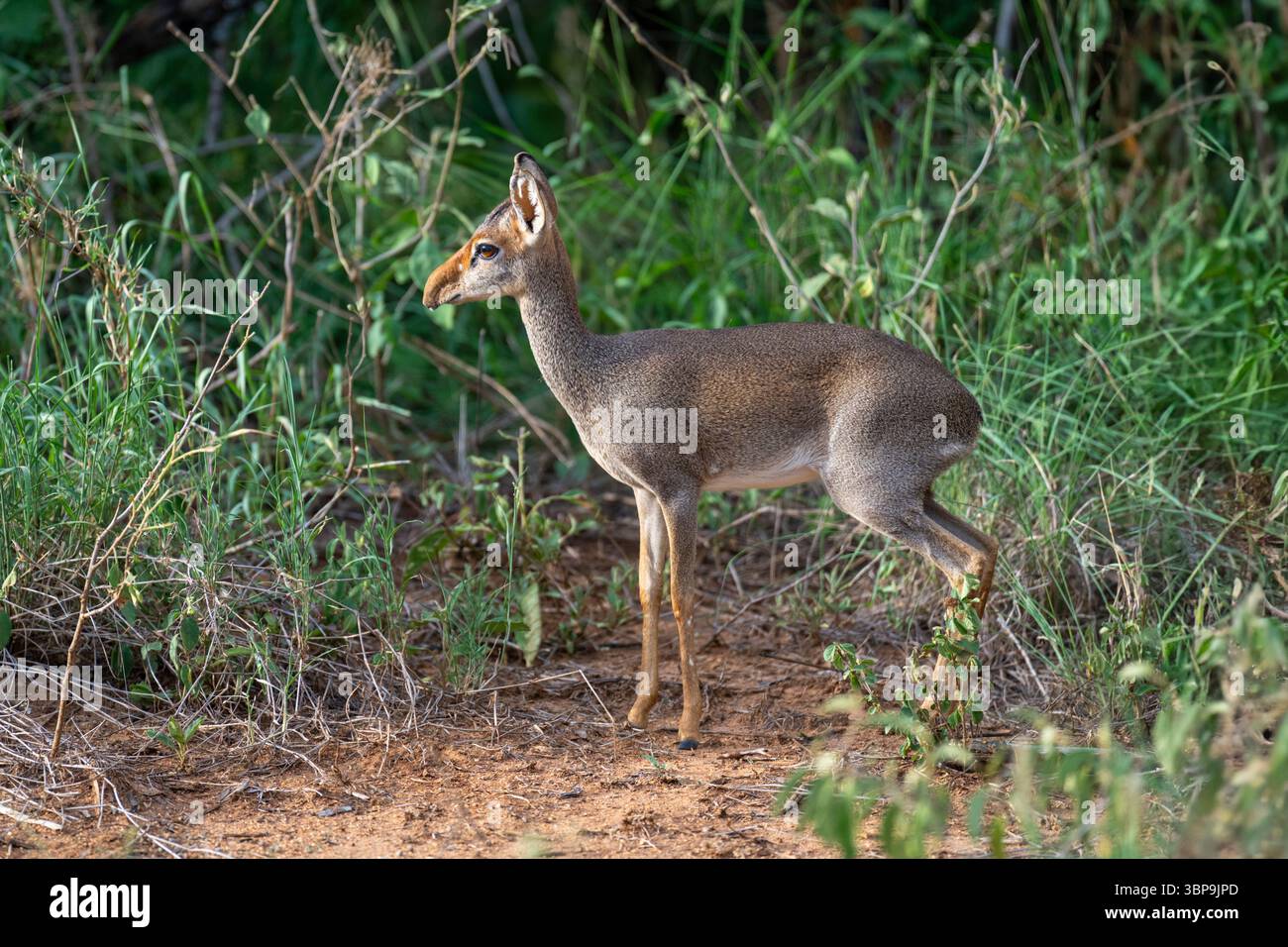 Guenther dik-dik alerte debout dans un paysage herbeux et touffu Laikipia, Kenya Banque D'Images