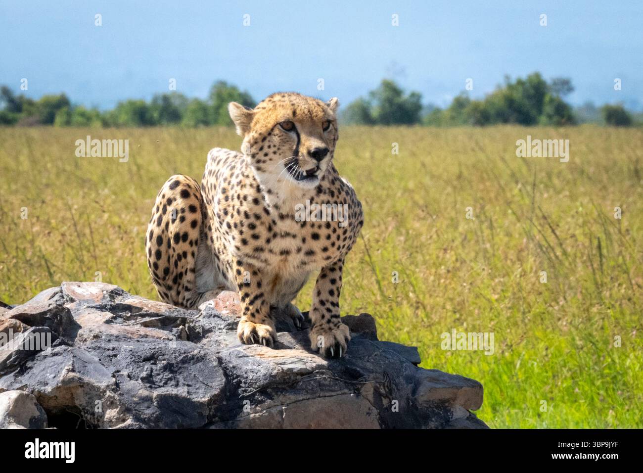 Un guépard est assis sur un rocher, entouré de prairies luxuriantes sous un ciel bleu clair. Laikipia, Kenya Banque D'Images