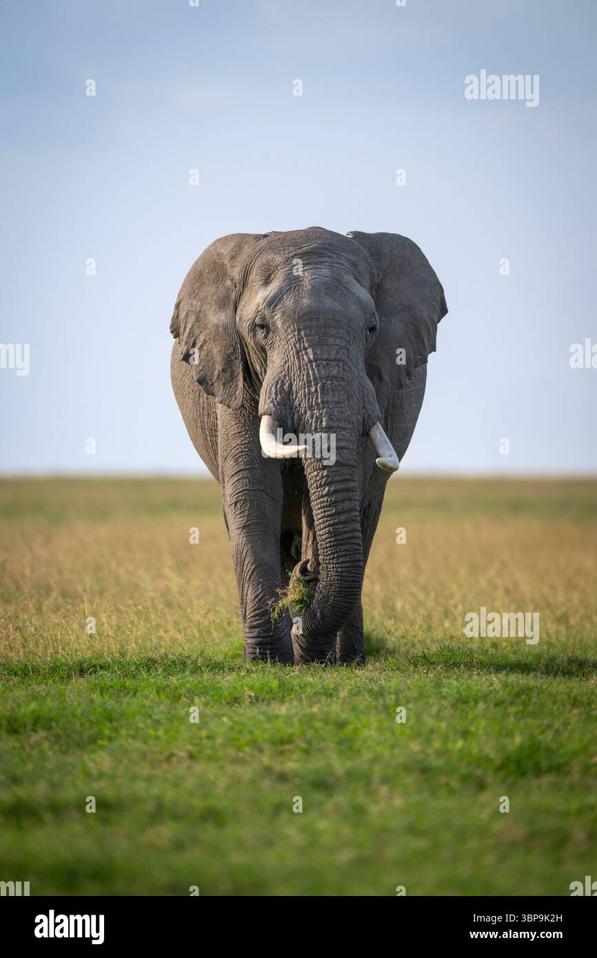 Majestueux éléphant d'afrique marchant à travers une savane herbeuse sous un ciel bleu clair. Laikipia, Kenya Banque D'Images