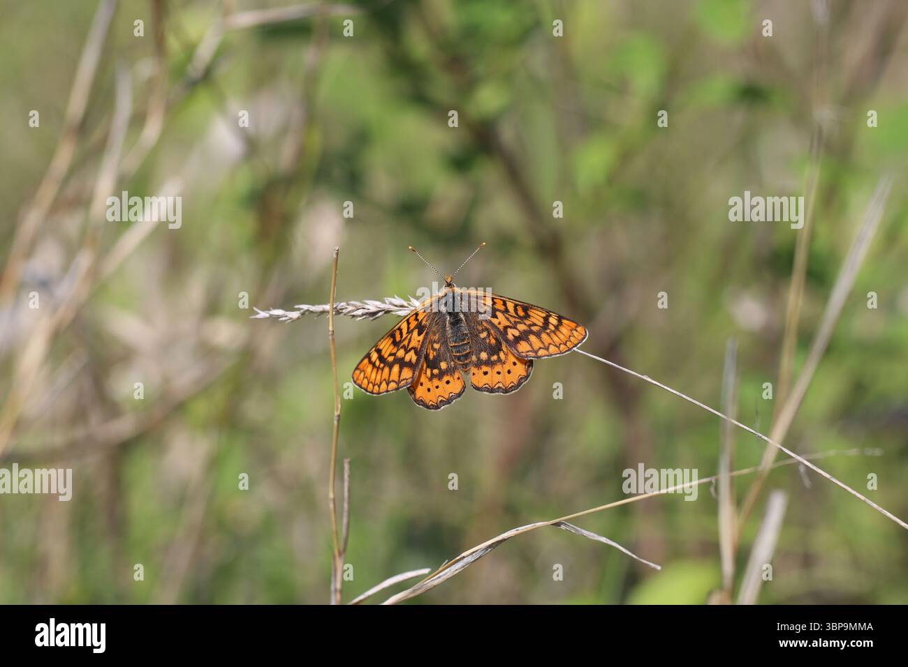 Euphydryas sibirica papillon se prélasser sur l'herbe sèche dans l'habitat de prairie Banque D'Images