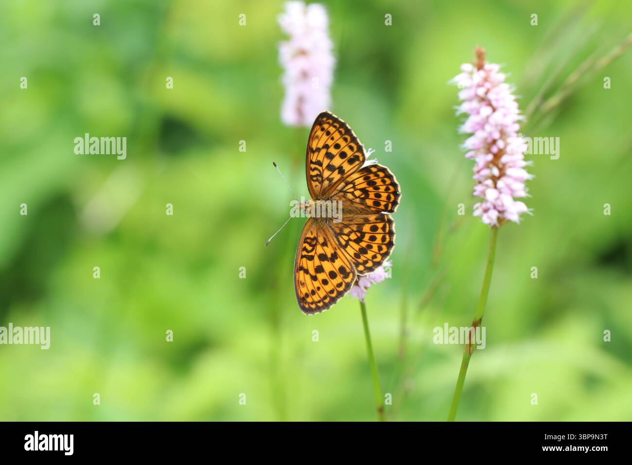 Brenthis ino papillon se nourrissant de fleurs roses dans la prairie verte d'été Banque D'Images