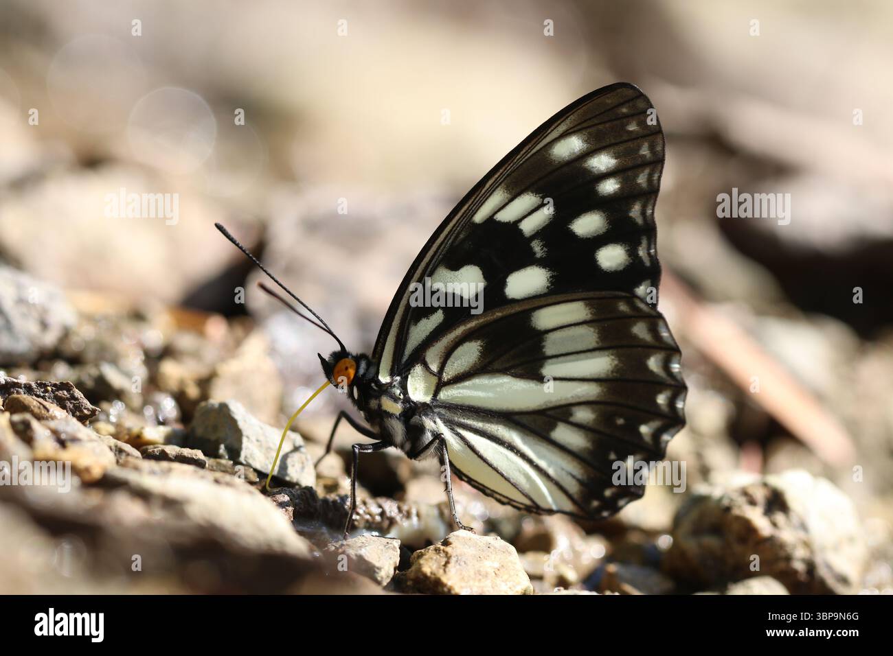 Hestina persimilis boue en flaque sur un sol rocheux à la lumière naturelle du soleil Banque D'Images