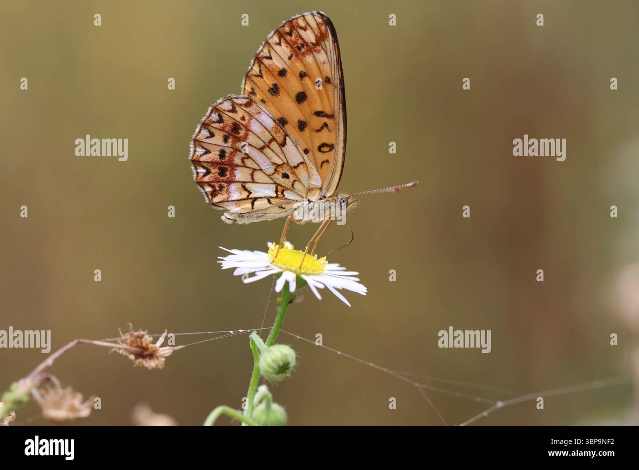 Clossiana perryi nectaring sur un aster blanc dans l'habitat de prairie Banque D'Images
