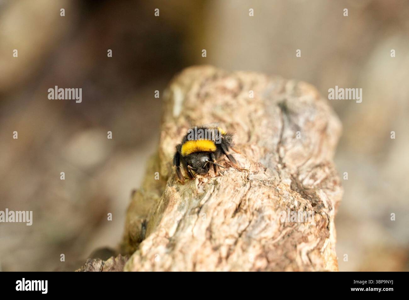 Bourdon sur un arbre. Photo du bourdon Marco Banque D'Images