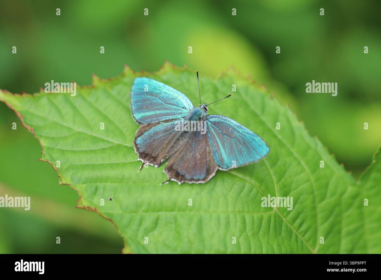 Papillon Favonius reposant sur une feuille verte dans un habitat forestier Banque D'Images