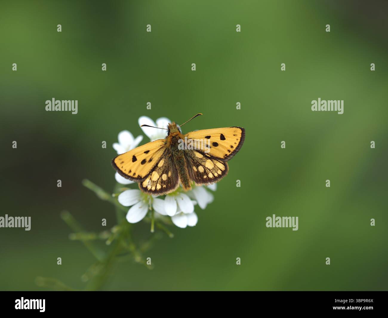 Carterocephalus silvicola perché sur fleur blanche dans la prairie d'été Banque D'Images
