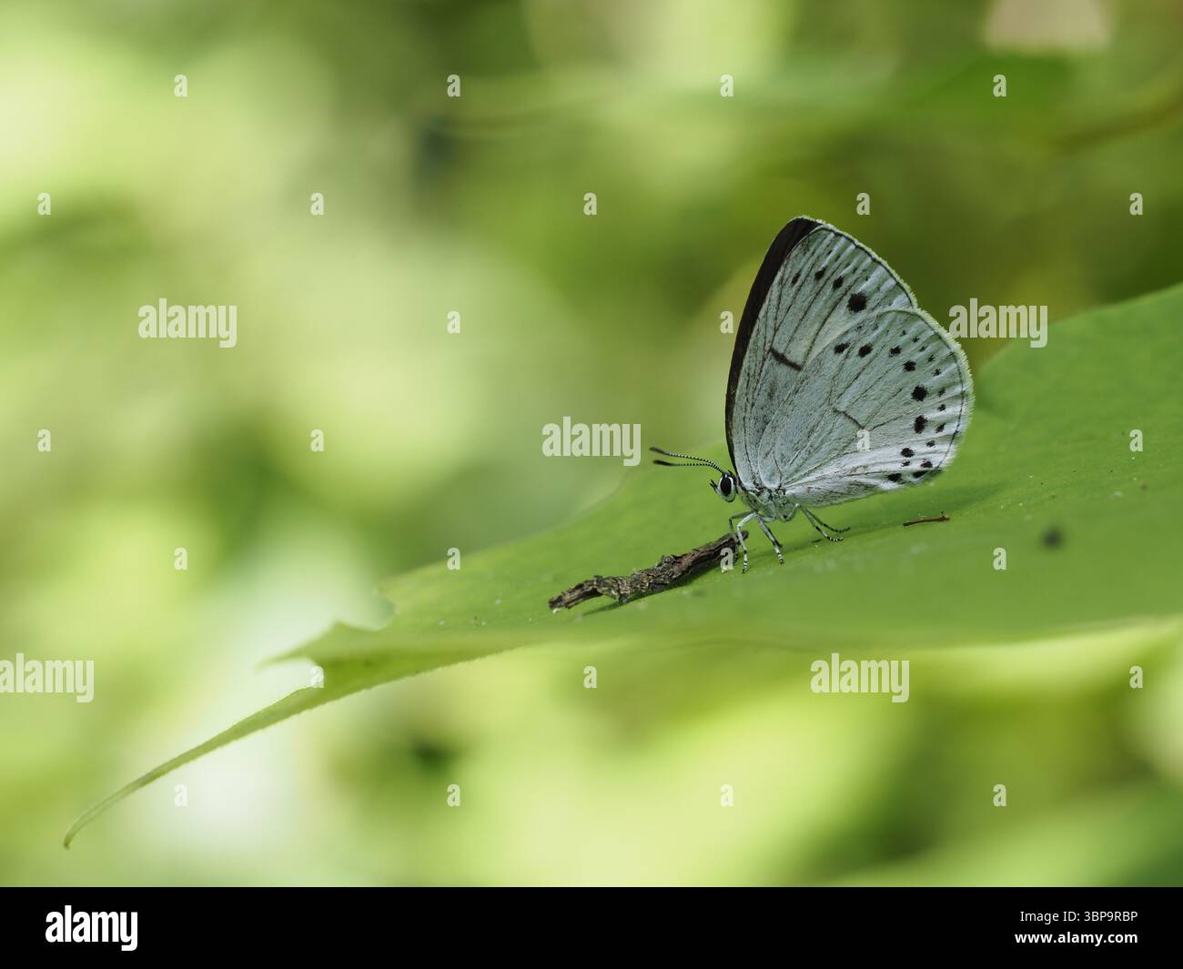 Artopoetes pryeri reposant sur la feuille dans un bois ombragé Banque D'Images