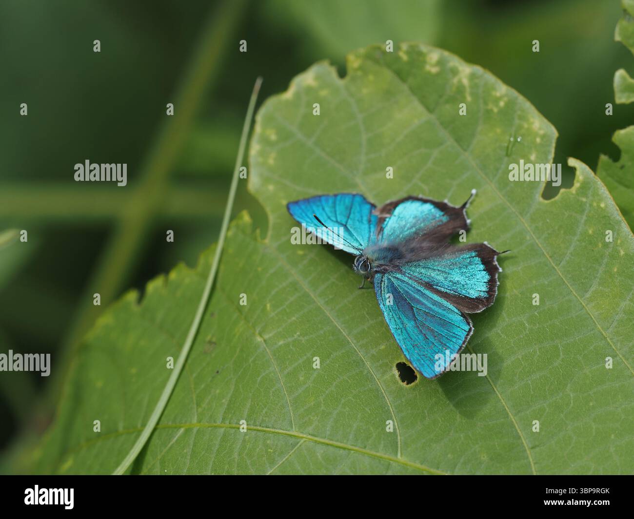 Favonius papillon se prélasser sur la feuille avec des ailes bleues éclatantes Banque D'Images