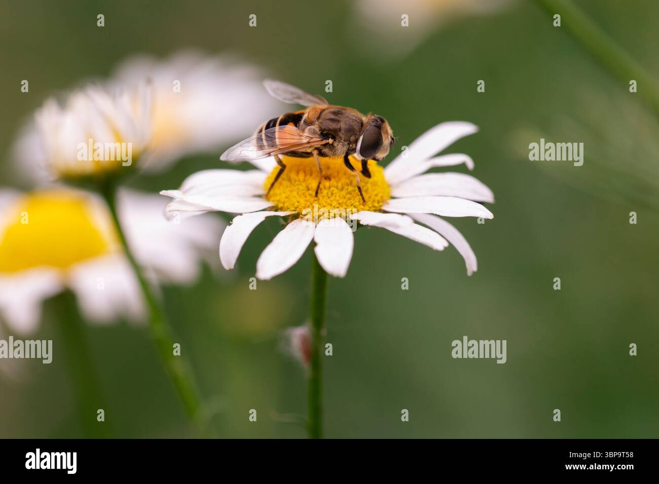 Scène estivale avec Marguerite pollinisatrice Hoverfly en vue macro, photographie idéale de la nature et de la faune Banque D'Images