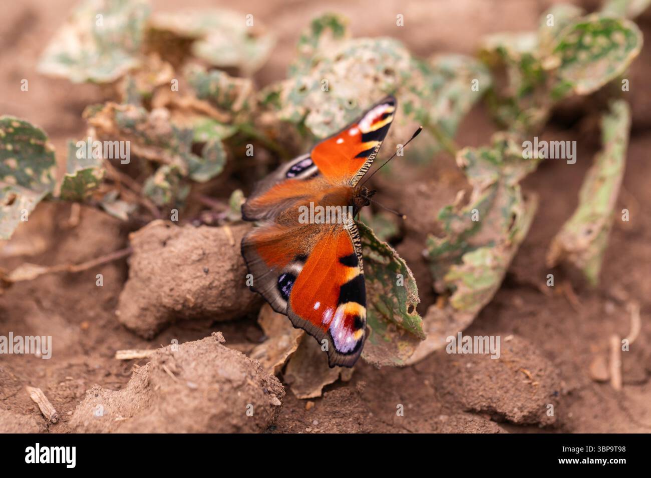 Macro image d'Aglais io sur le sol parmi les plantes fanées, comportement naturel des papillons dans la nature Banque D'Images