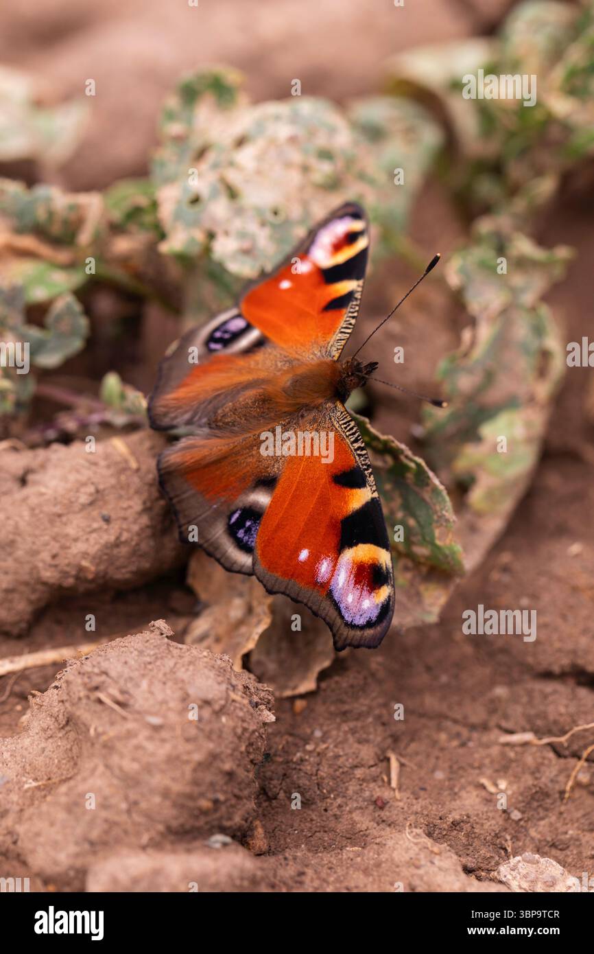 Papillon de paon reposant sur la saleté et les feuilles endommagées dans la zone agricole ou jardin, nature Macro photo Banque D'Images
