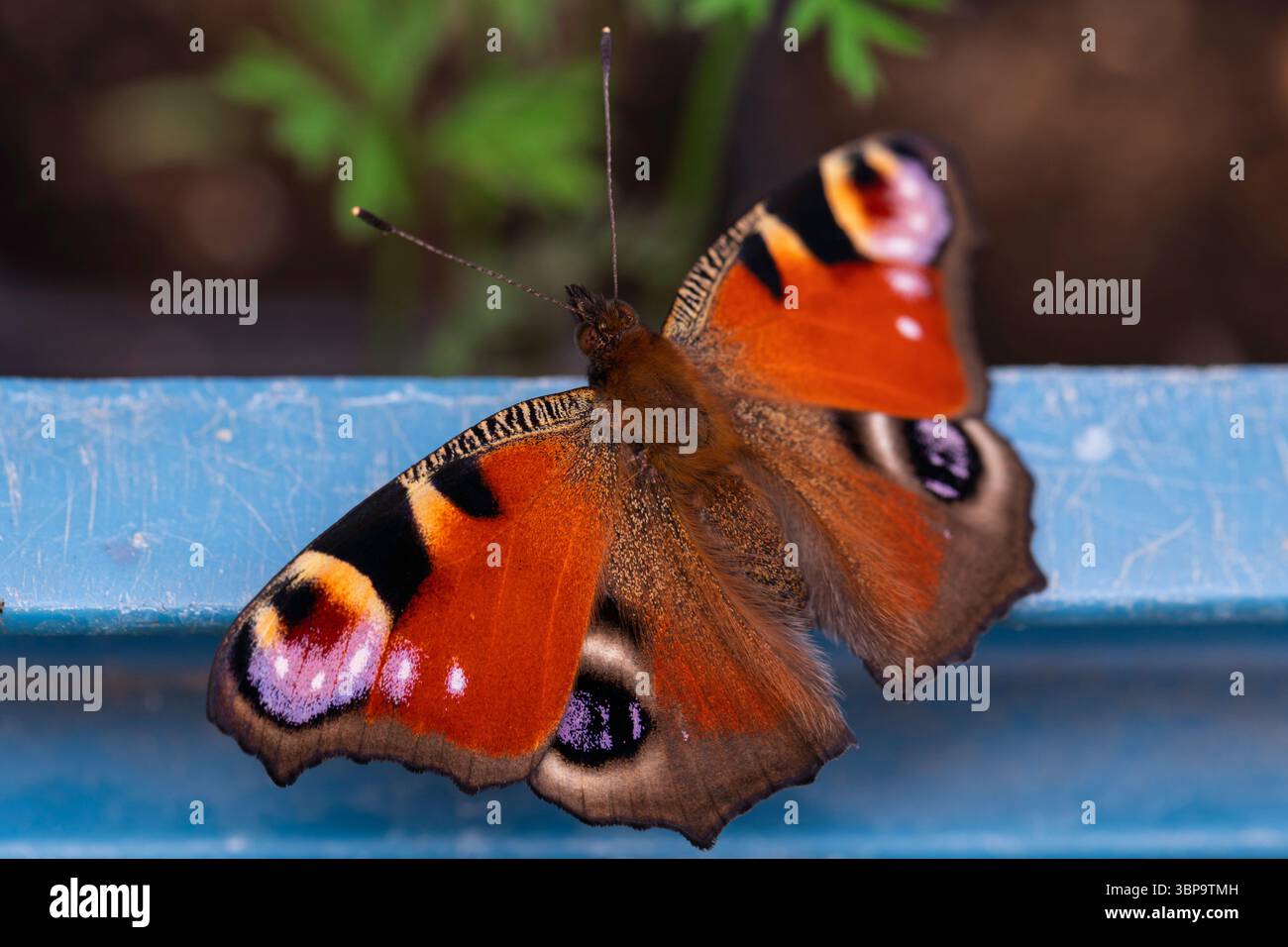 Aglais IO Butterfly Macro image avec des couleurs intenses et des motifs d'yeux, se reposant toujours à l'extérieur, adapté aux thèmes de l'entomologie et de la nature Banque D'Images