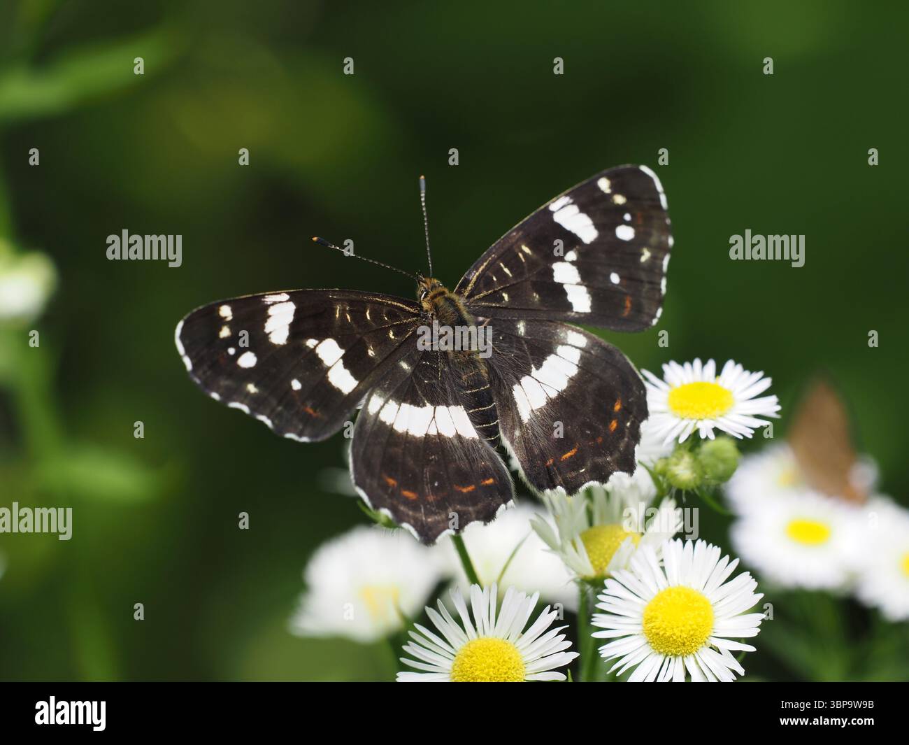 Araschnia burejana (forme estivale) se nourrissant de marguerites sauvages dans son habitat naturel Banque D'Images